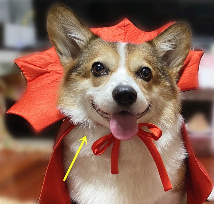 Batty Nights Pet Cosplay